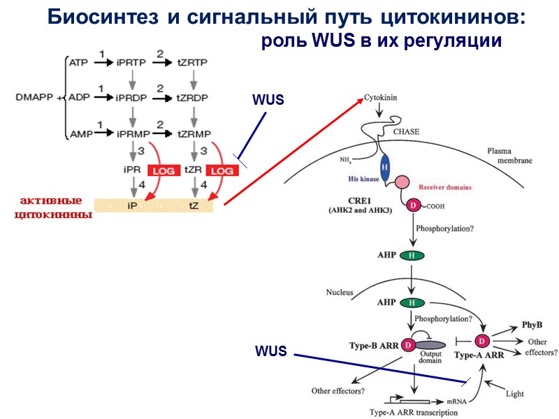 63 Биосинтез и сигнальный путь цитокининов:  WUS WUS роль WUS в их регуляции